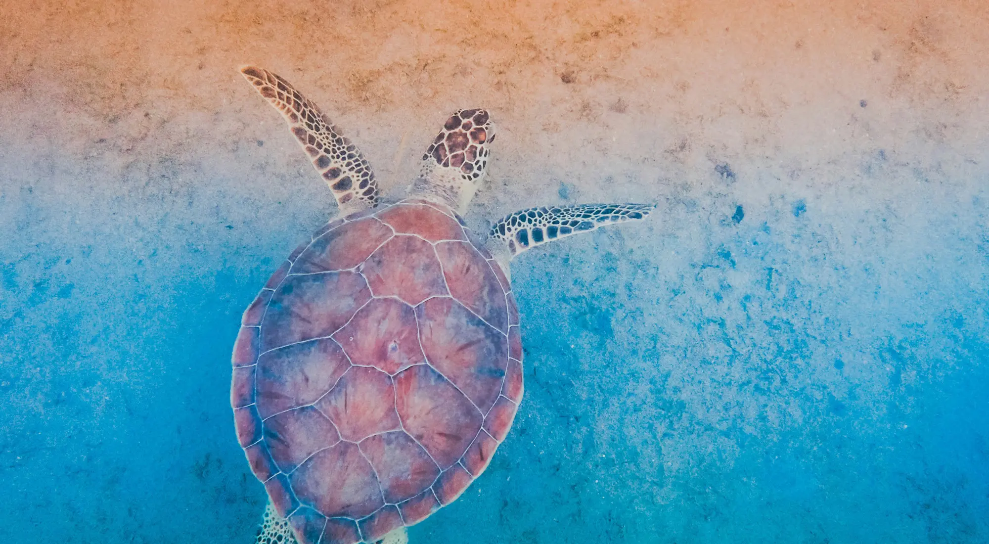 ニッポン・プロダクション・カリブの映像コーディネート会社